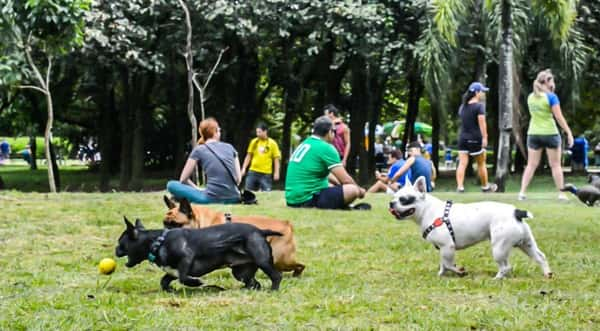 Parque Ibirapuera: para pets que gostam de ficar livres, leves e soltos  - Foto: Cris Berger