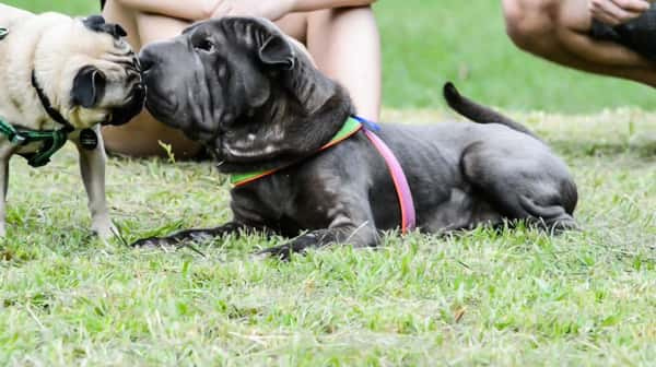 Parque Ibirapuera: para pets que gostam de ficar livres, leves e soltos  - Foto: Cris Berger