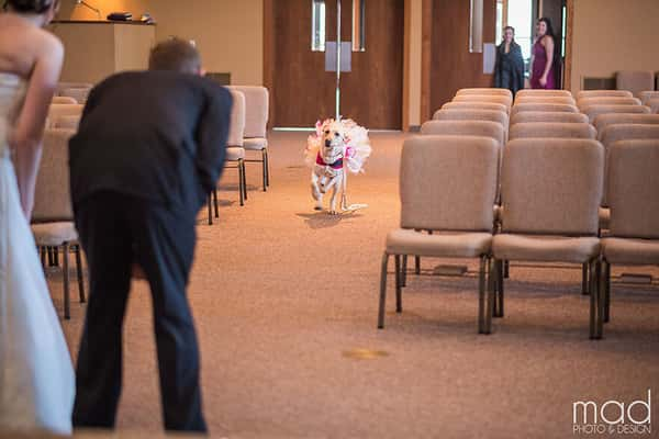 Cadelinha ajuda noiva que sofre de ansiedade a entrar no altar