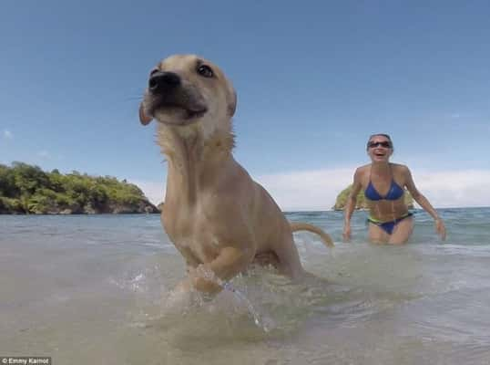 O cão e sua nova dona nas Filipinas