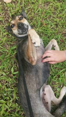 ONG pede ajuda para que 150 cães e gatos não sejam despejados