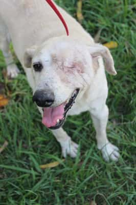 ONG pede ajuda para que 150 cães e gatos não sejam despejados