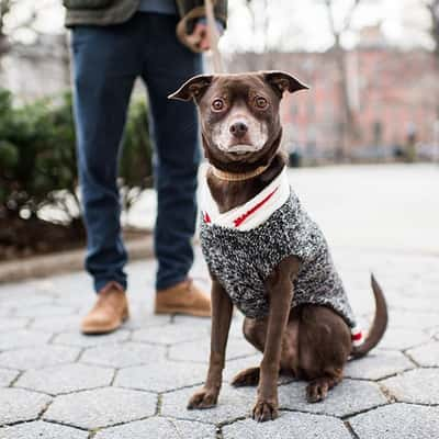 Todas as fotos por @thedogist