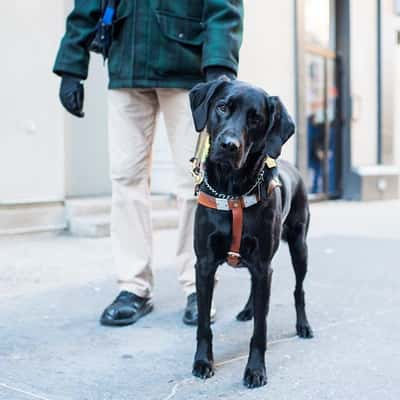 Todas as fotos por @thedogist