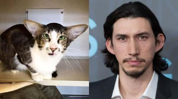 Adam Driver