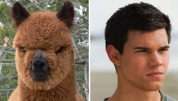 Taylor Lautner