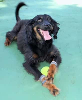 Os cães que irão trabalhar como gandulas