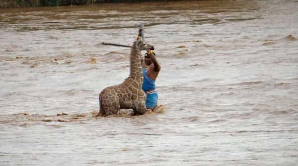 Girafa sendo resgatada