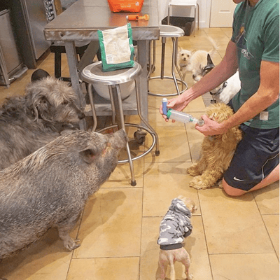 Homem dedica sua vida a cuidar de animais idosos e doentes