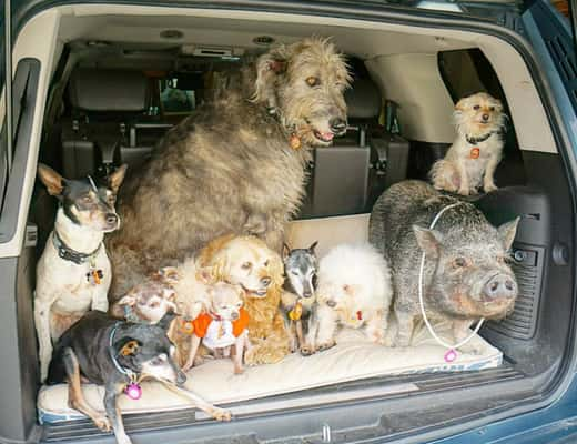 Homem dedica sua vida a cuidar de animais idosos e doentes