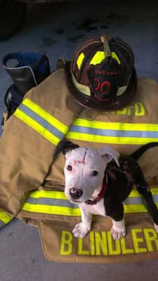 Bombeiro salva a vida de cão que foi abandonado após sobreviver a incêndio