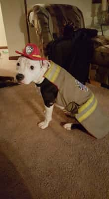 Bombeiro salva a vida de cão que foi abandonado após sobreviver a incêndio