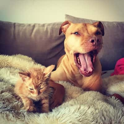 Pit bull que ama gatinhos acaba com qualquer preconceito contra a raça