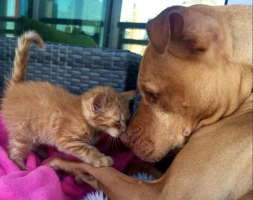 Pit bull que ama gatinhos acaba com qualquer preconceito contra a raça