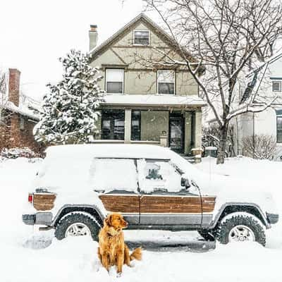 Cachorro acompanha seu dono em viagens para locais paradisíacos 