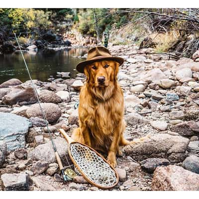 Cachorro acompanha seu dono em viagens para locais paradisíacos 