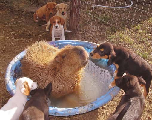 Por que os animais gostam tanto das capivaras?