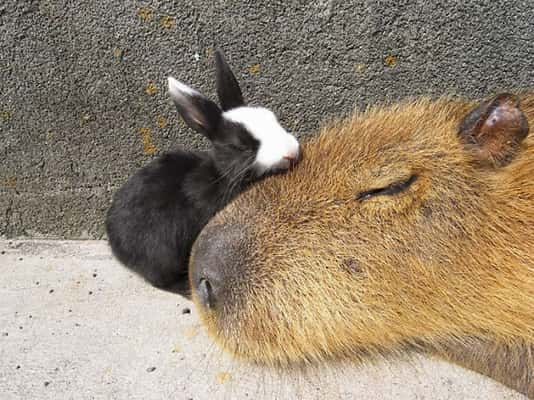 Por que os animais gostam tanto das capivaras?