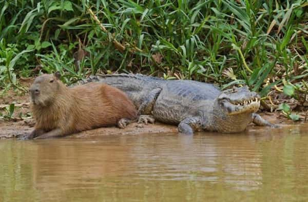 Por que os animais gostam tanto das capivaras?