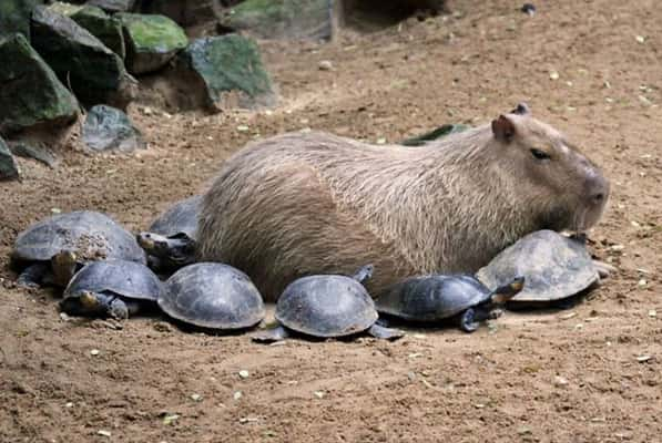 Por que os animais gostam tanto das capivaras?