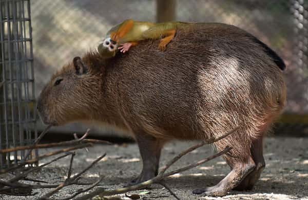 Por que os animais gostam tanto das capivaras?