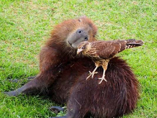 Por que os animais gostam tanto das capivaras?