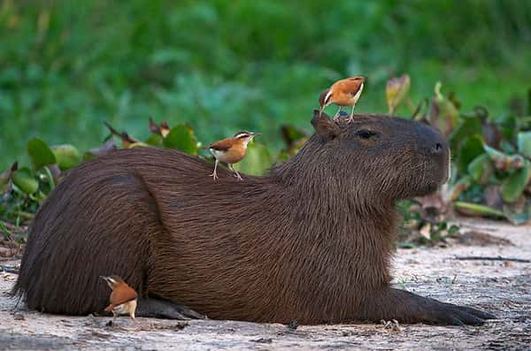 Por que os animais gostam tanto das capivaras?