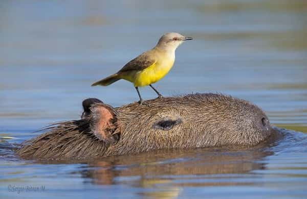 Por que os animais gostam tanto das capivaras?