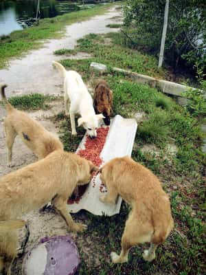 Chef alimenta diariamente 80 cães que estão na rua com sobras de seu restaurante