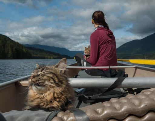 Mulher resgata gatinhos da rua e os leva para suas aventuras na natureza