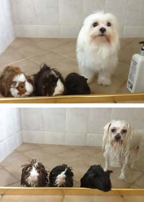 Galeria: cães e gatos antes e depois de tomar banho