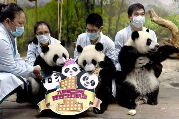 Pandas fazem 2 anos