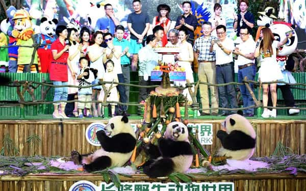 Aniversário dos pandas gigantes