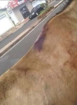 Cavalo foi encontrado com hematomas no dorso lombar