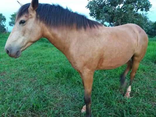 Protegido em uma fazenda da ONG, Vavá hoje está saudável e curado dos ferimentos