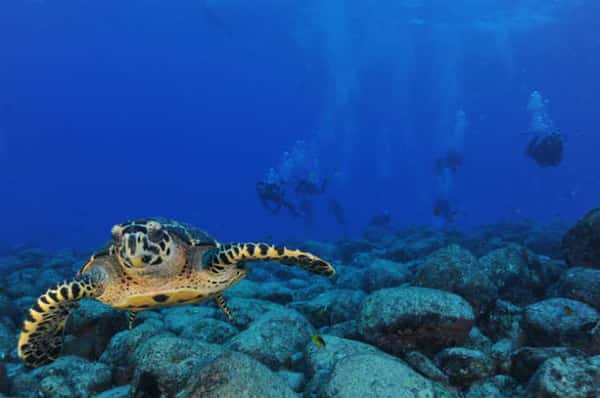 Tartaruga no Buraco das Cabras, um dos pontos de mergulho de Fernando de Noronha 