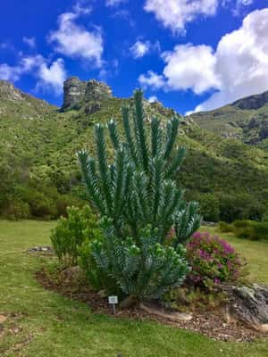 Jardim Botânico Nacional Kirstenbosch