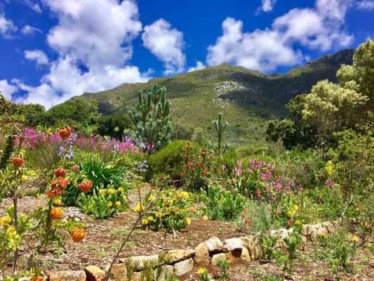 Jardim Botânico Nacional Kirstenbosch