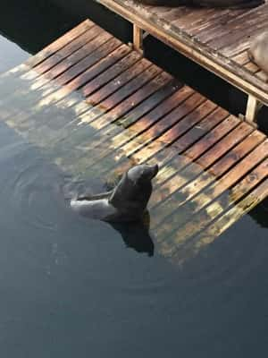 Focas! MUITAS FOCAS! O Waterfront é um ótimo lugar para clicá-las. Dica: tem muitas atrás do Aquário Two Oceans.