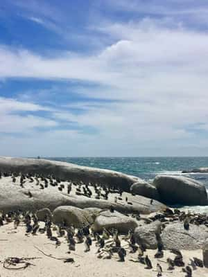 Boulders Beach - Cape Town