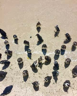 Boulders Beach - Cape Town