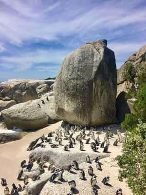 Boulders Beach - Cape Town