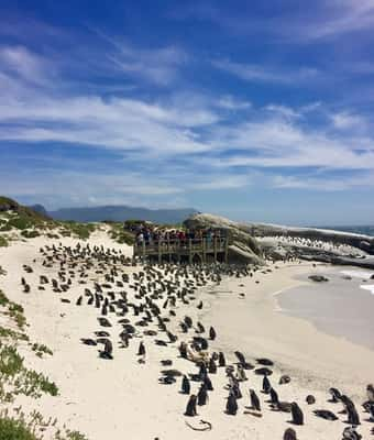 Boulders Beach - Cape Town