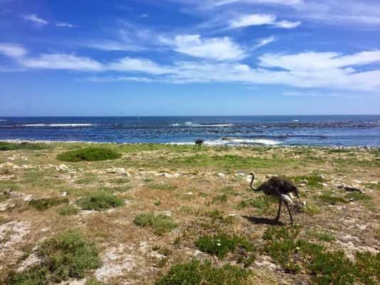 Cape Point - Cape Town