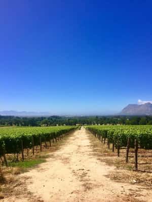 Vinícola Constantia - Cape Town