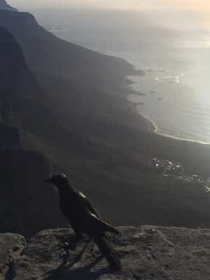 Table Mountain - Cape Town