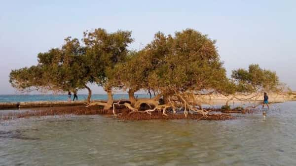 Qulaan Bay, Marsa Alam