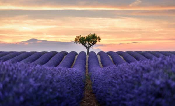 5 - Provença, França (Campos de lavanda na Provença)