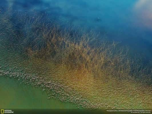 Flamingos voam sobre o lago Natron, na Tanzânia; imagem foi a segunda colocada na categoria Natureza