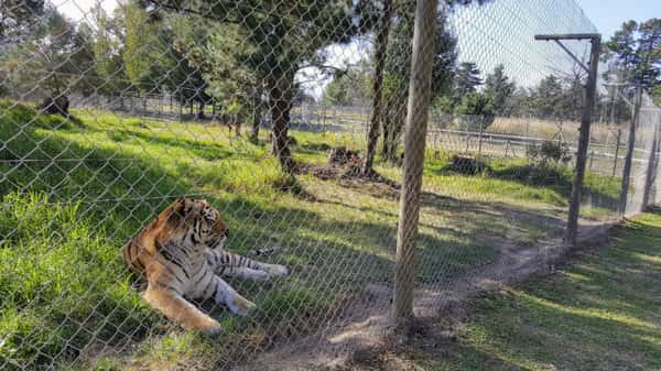 Tigre no Jukani